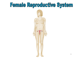 The Female Reproductive System