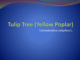 Tulip Tree (Yellow Poplar)