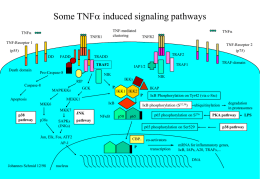 TNFa induced signaling pathways