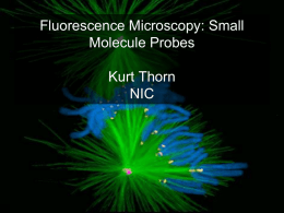 Fluorescence in Cell Biology
