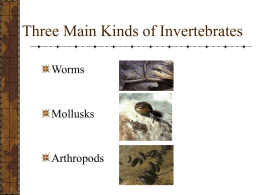Three Main Kinds of Invertebrates
