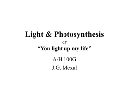 Photosynthesis or &ldquo;You light up my life&rdquo;