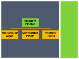 Major groups of kingdom plantae