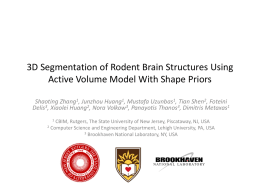 3D Segmentation of Rodent of Brain Structures Using Active