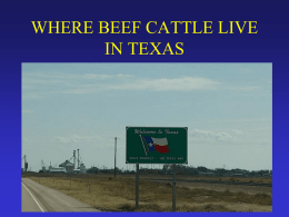 Beef Cattle Introduction - Faculty Website Listing