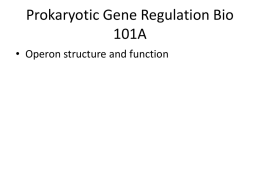 Prokaryotic Gene Regulation