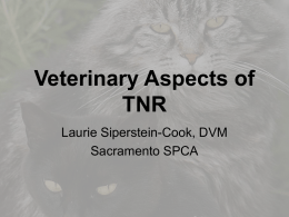 Veterinary Issues with TNR