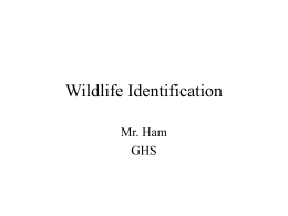 Wildlife Identification