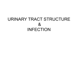 URINARY TRACT STRUCTURE & INFECTION