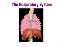 Respiratory System - Northwest Technology Center