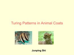 Turing Patterns in Animal Coat
