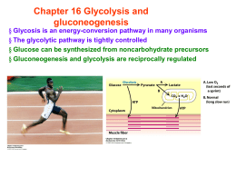 Chapter 16 Glycolysis and gluconeogenesis