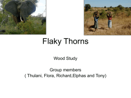 Flaky Thorns