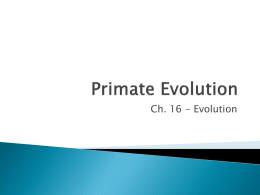 Primate Evolution - Byron High School
