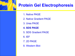 Protein Electrophoresis - Structural Biology Labs