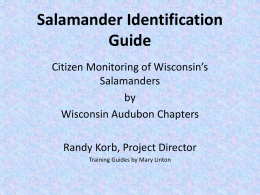 Citizen Monitoring of Wisconsin’s Salamanders