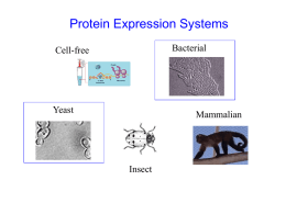 Protein expression in eukaryotic hosts