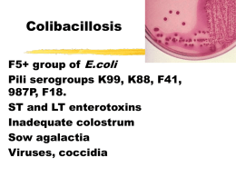 Colibacillosis - European Food Safety