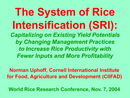 Opportunities for Rice Research and Production