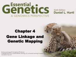 PowerPoint Presentation - Gene Linkage and Genetic Mapping
