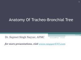 Anatomy Of Tracheo