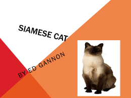 Siamese Cat Powerpoint - Washingtonville Central School