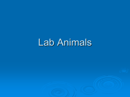 Lab animals