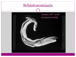 Schistosomiasis - Biol 448B: Fundamentals of Tropical Disease