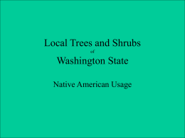 Native American Plant Use