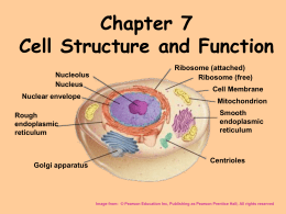 CELL PARTS Chapter 4 - Coventry Public Schools