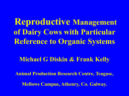 Reproductive Efficiency in Beef Cows