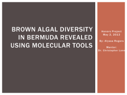 Brown Algal Diversity in Bermuda Revealed using DNA BArcoding