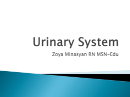 Urinary System Ch 45-47