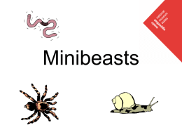 Minibeasts - National Museum Wales