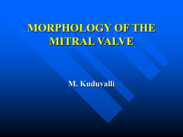 MORPHOLOGY OF THE MITRAL VALVE
