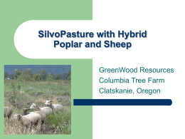 SilvoPasture with Hybrid Poplars and Sheep