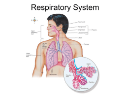 Respiratory System - Roden's Anatomy & Physiology