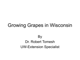 Growing Grapes is Wisconsin