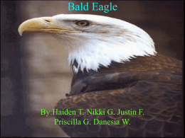 Bald Eagle ppt - University of North Texas