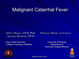 Malignant Catarrhal Fever - College of Veterinary Medicine