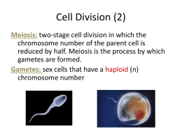 Cell Division (2)