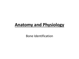 Anatomy and Physiology - New Holstein Middle School