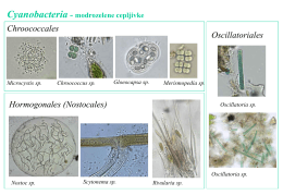 Chlorophyta - zelene alge, Chlorophyceae