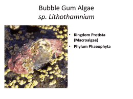 Bubble Gum Algae sp. Lithothamnium