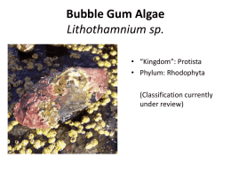 Bubble Gum Algae sp. Lithothamnium