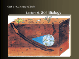 soil biology - Stanford University