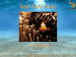 Reef Food Web - Reef Check Australia