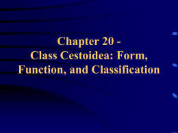 Chapter 20 - Class Cestoidea: Form, Function, and