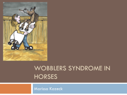 Wobblers in horses