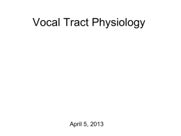 Vocal Tract Musculature